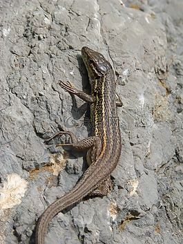 蜥蜴,sargantana,秤
