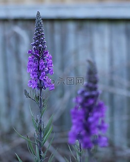 深度的字段,花,特寫