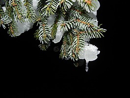 冷杉,雪,夜