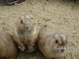 草原土撥鼠,動(dòng)物園,沙