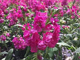 紫色的,紫羅蘭,花瓣