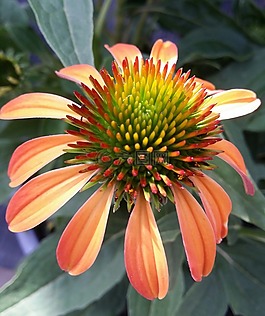 松果菊,coneflower,橙色