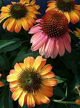 松果菊,coneflower,橙色