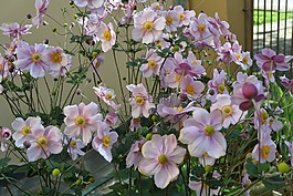 anemonae 粳稻,鲜花,秋