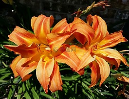 虎百合,夏天,花