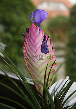 鮮花,植物,花