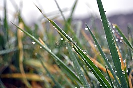 露水,植物,涼爽