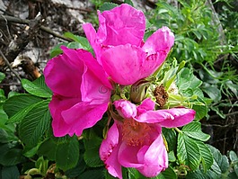野生玫瑰,開花,春天
