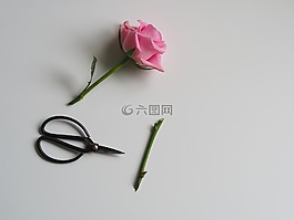 花,自然,植物區(qū)系