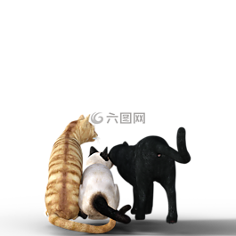 貓,鯖魚,graugetiegert
