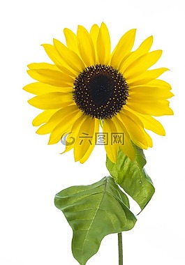 花,開花,太陽花
