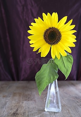 花,開花,太陽花
