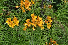 巴塔哥尼亞 alstromeria,amancay,鮮花