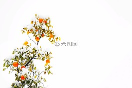 大自然,植物,葉子