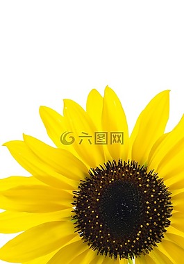 花,開(kāi)花,太陽(yáng)花