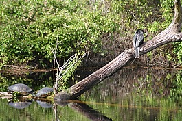 龜,潛水員,沼澤
