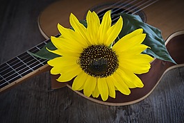 花,開(kāi)花,太陽(yáng)花