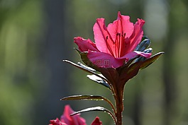 花,紫色,粉紅色