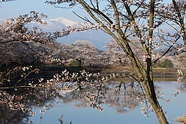 嵖岈沼泽公园,樱桃,渡