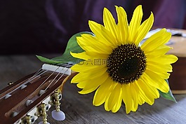 花,開花,太陽花