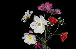 野生,鮮花,花束