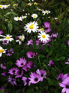 雏菊,紫色的花朵,丁香花