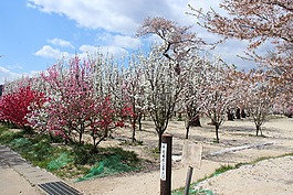 hanamomo公園,飯坂,飯坂溫泉