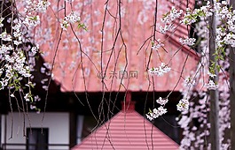 樱桃,慈徳万亿,撒哈拉