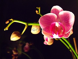 蘭花,花,宏