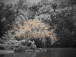 黑色和白色,樹(shù),花園