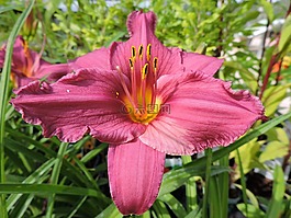 百合,粉紅色,花