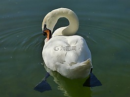 性質,鴨鳥,白天鵝