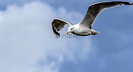 海鷗,飛行,鳥