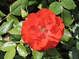 玫瑰,紅色,花