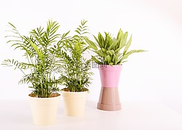 植物,花盆,塑料