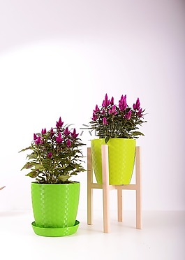 植物,花盆,塑料