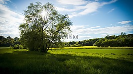 草地,春天的草地,樹