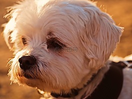 狗,動物,注意