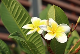 鮮花,黃色,綠色