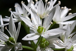 熊的大蒜,蔥屬 ursinum,花序
