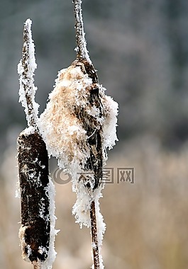 蘆葦,冬天,雪