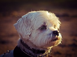 狗,動物,注意