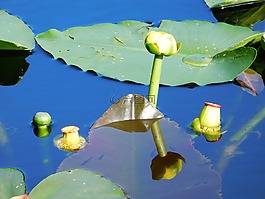 睡蓮,百合花,鮮花