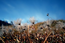 秋季,花,性质