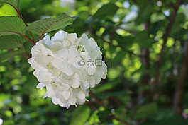 繡球花,日本,鮮花