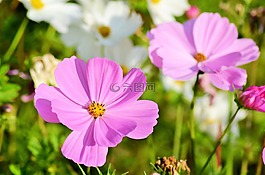 宇宙,鮮花,性質(zhì)
