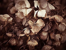 花,withers,干