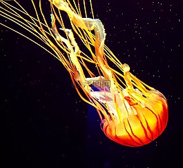 海蜇,水族館,水