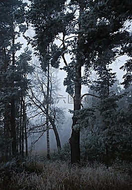 森林,樹,霜