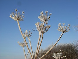 霜,植物,自然